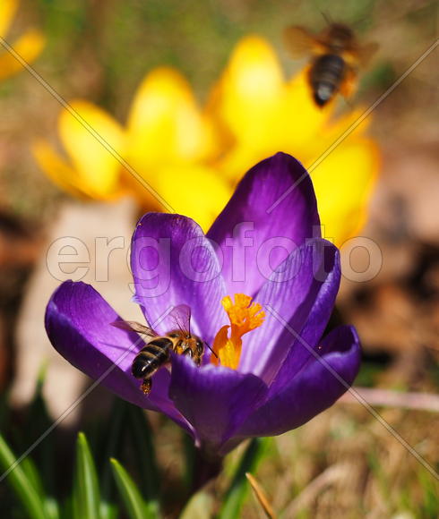 Пчела на цветке Крокуса 