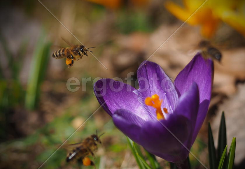 Пчелы у цветка Крокуса 