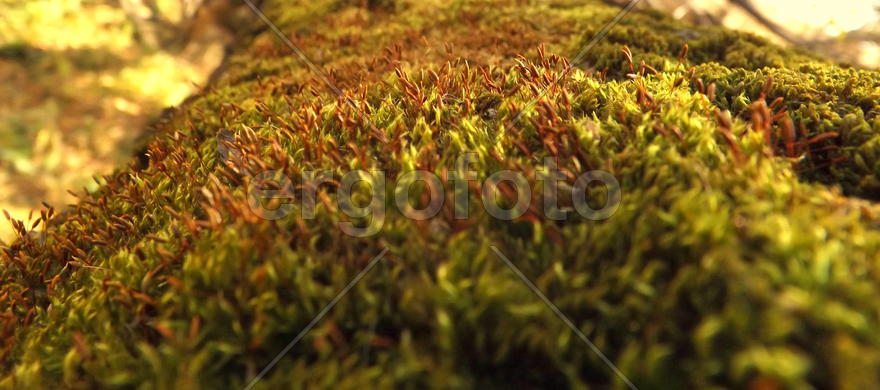 Мох на дереве