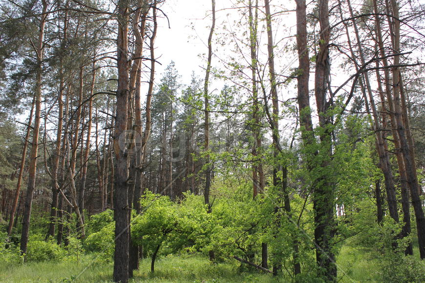 Чаща соснового леса 