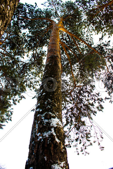 Сосна зимой в перспективе