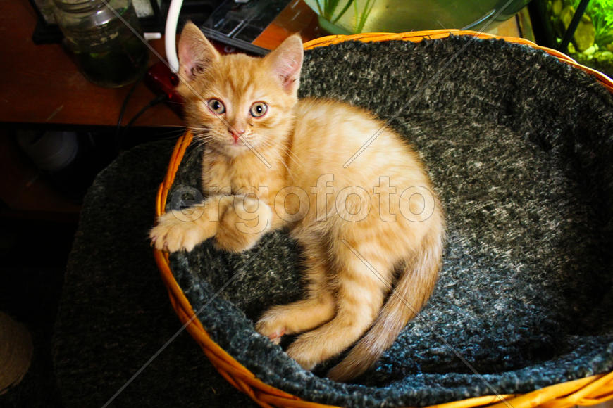 Рыжий котенок