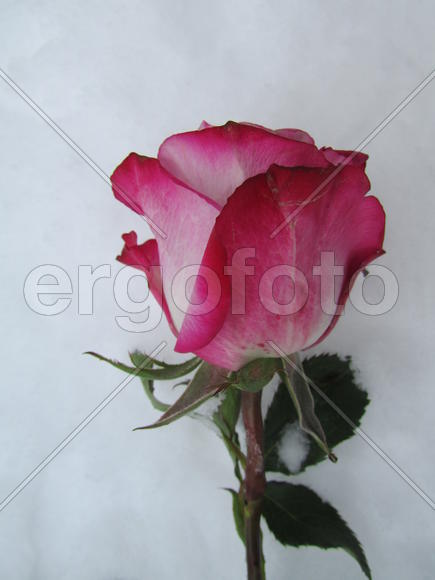 Красная роза на белом фоне