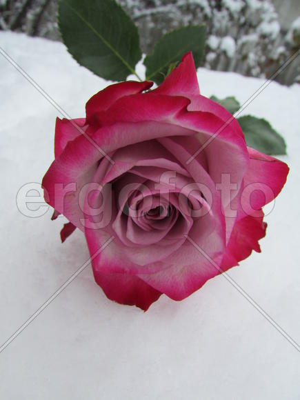 Роза на снегу 
