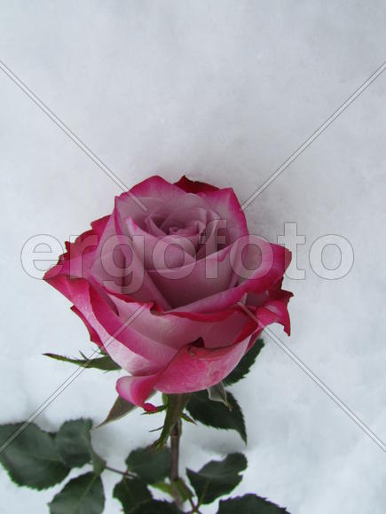 Роза на снегу 