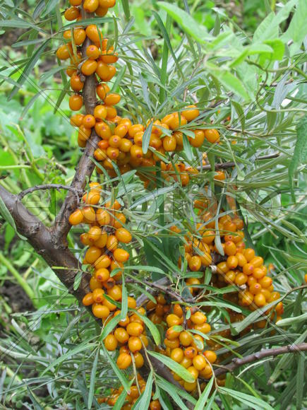 Гроздья облепихи 