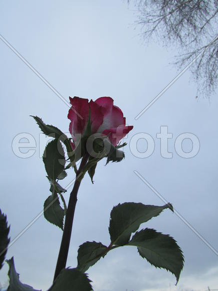 РОЗА.Интересный ракурс