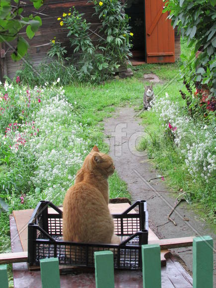 Кот ожидании