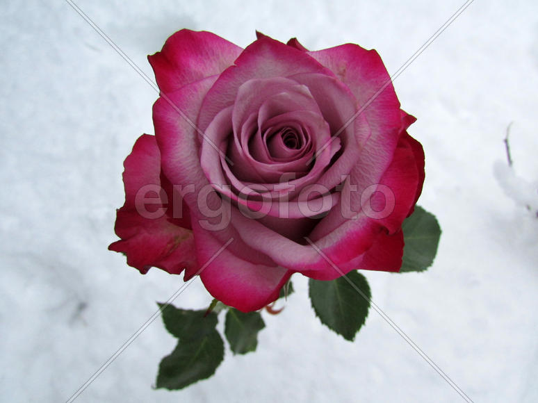 Красная роза на белом фоне