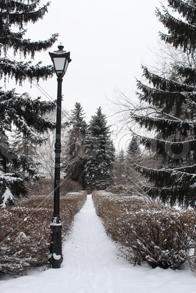 Заснеженная аллея
