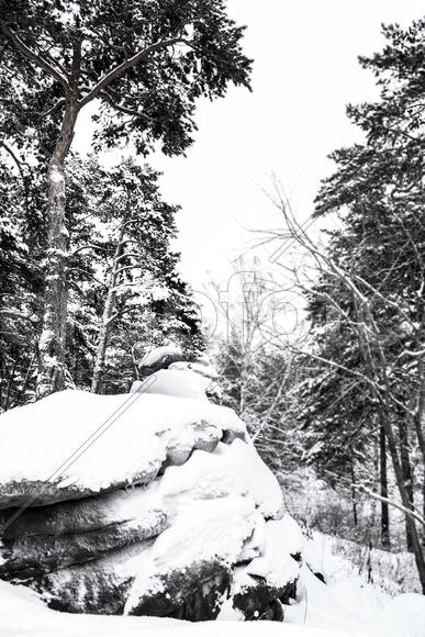 Черно-белый лес