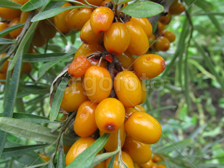 Желтая облепиха на ветке