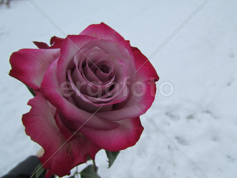 Роза на снегу 