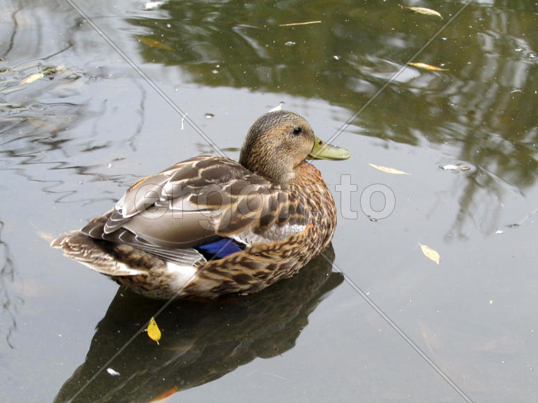 Уточка плывет по воде 