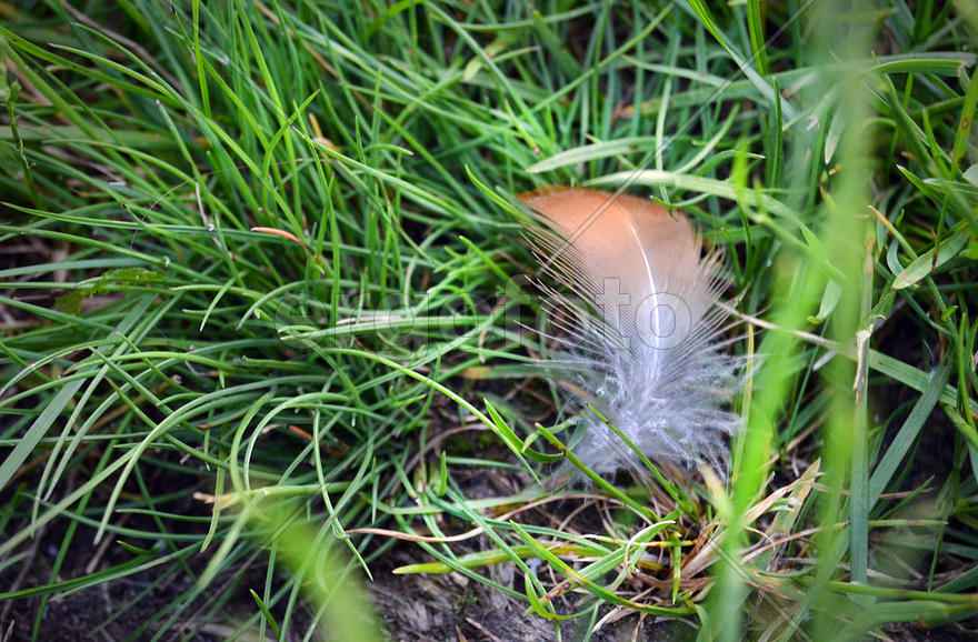 Перо в траве