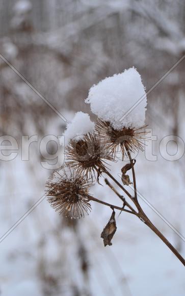 Репейник в снегу