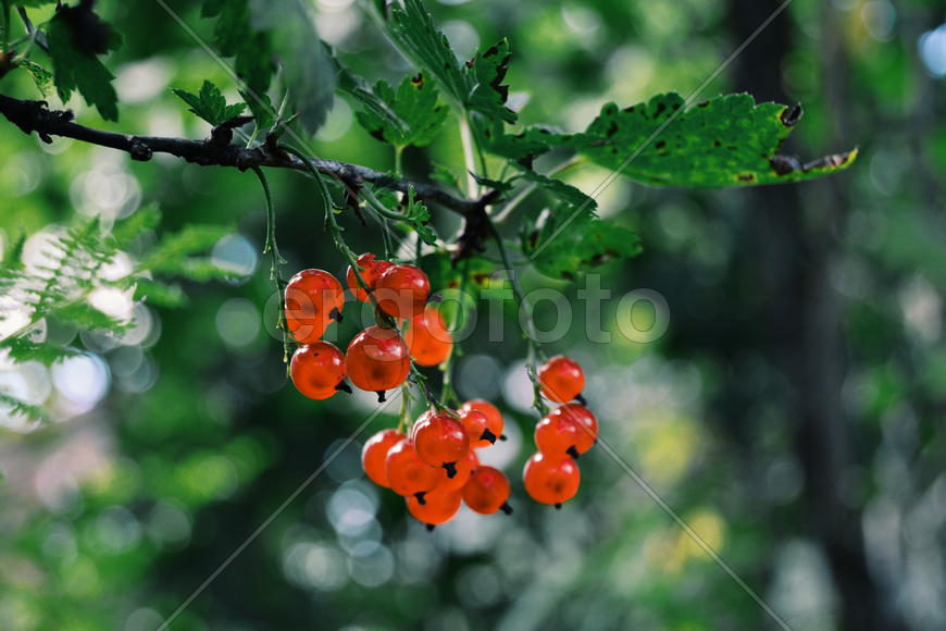 Красная смородина