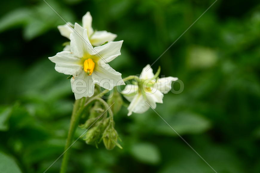 Цветок картофеля