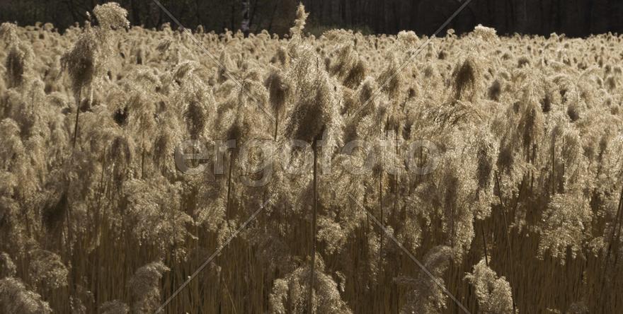 Поле с колосьями 