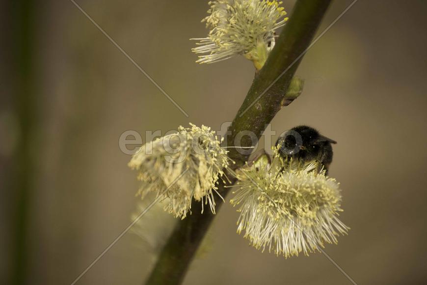 Шмель на цветке 
