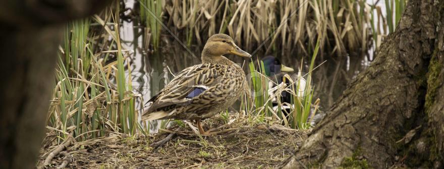Утки н берегу озера 