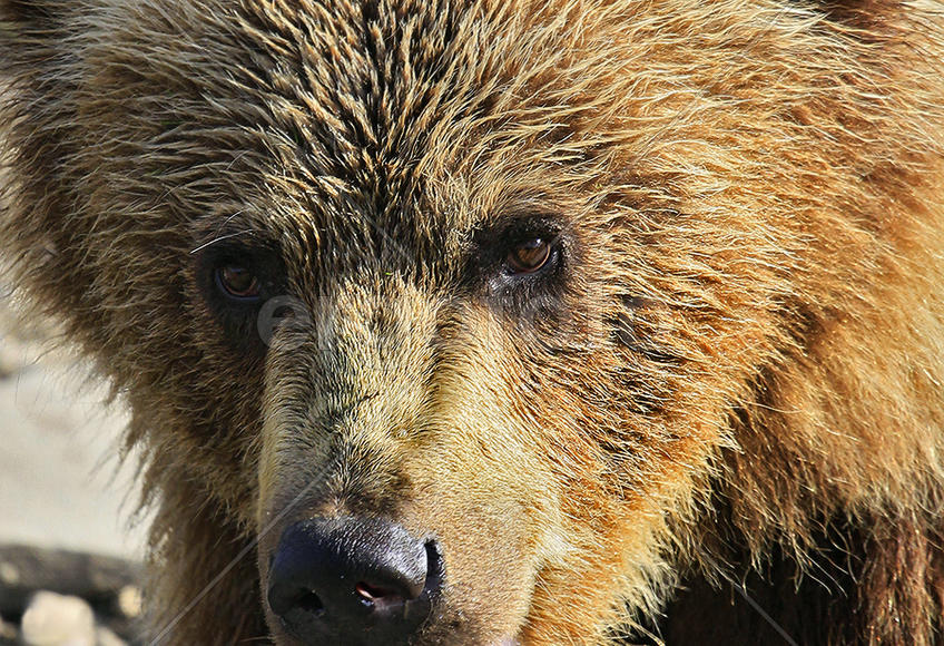 Глаза в глаза