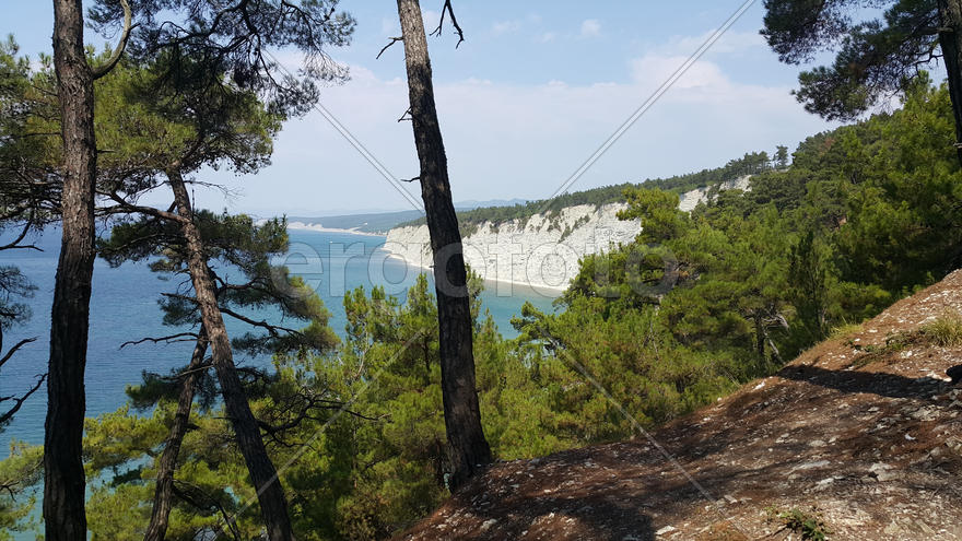 Вид на побережье моря из леса 