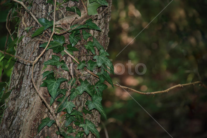 Плющ на дереве