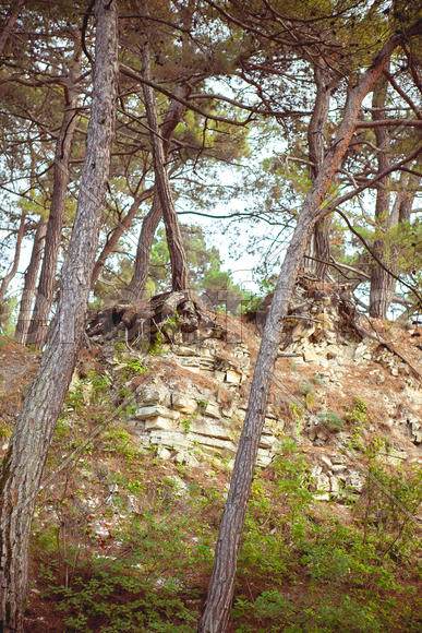 Зеленые деревья растущие на камнях