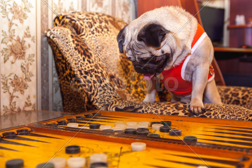 Мопс в майке играет в нарды