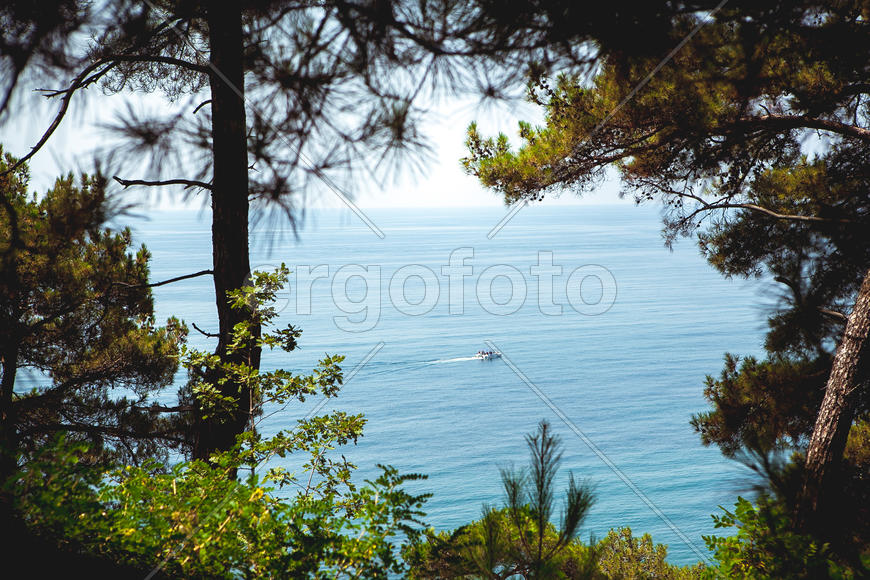 Вид на побережье моря из леса 