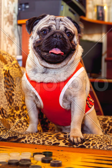 Мопс в майке играет в нарды