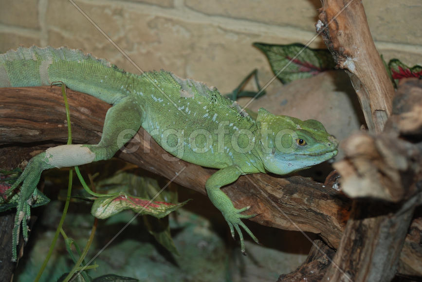 Зеленый варан сидящий на ветке