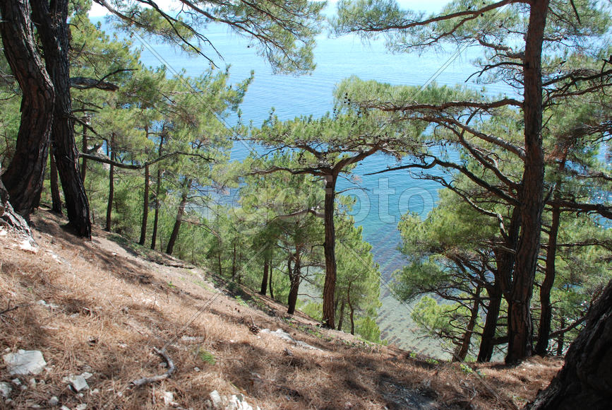 Вид на побережье моря из леса 