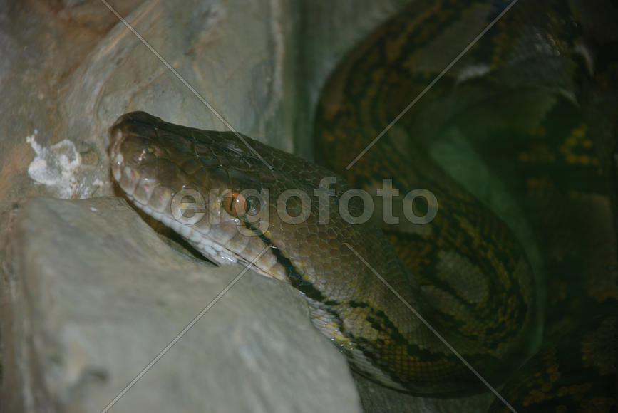 Большой питон живущий в террариуме