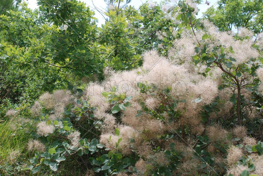 Цветущие кусты