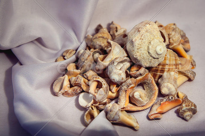 Много морских  ракушек на ткани