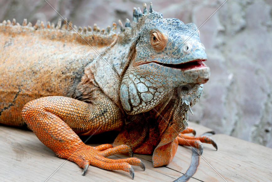 Цветной варан сидящий на камне