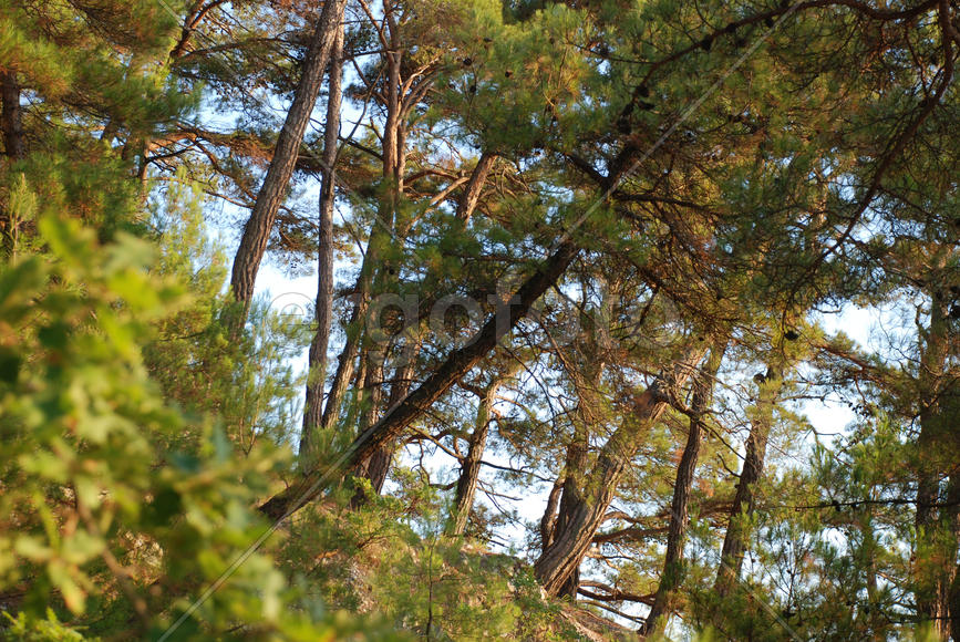 Хвойные деревья