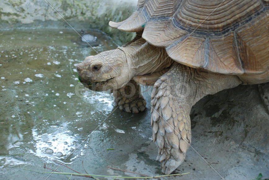 Черепаха жующая листву в лужице