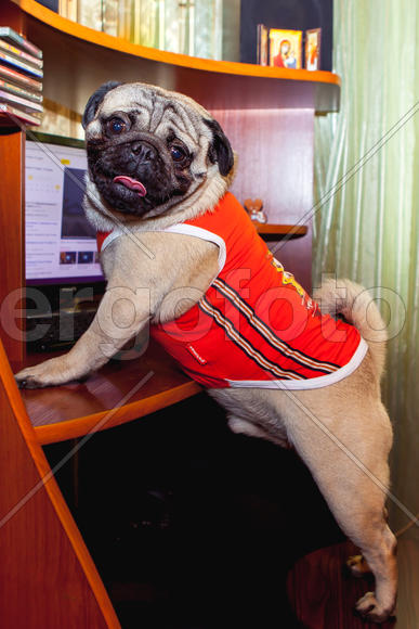 Мопс в майке работает за компьютером