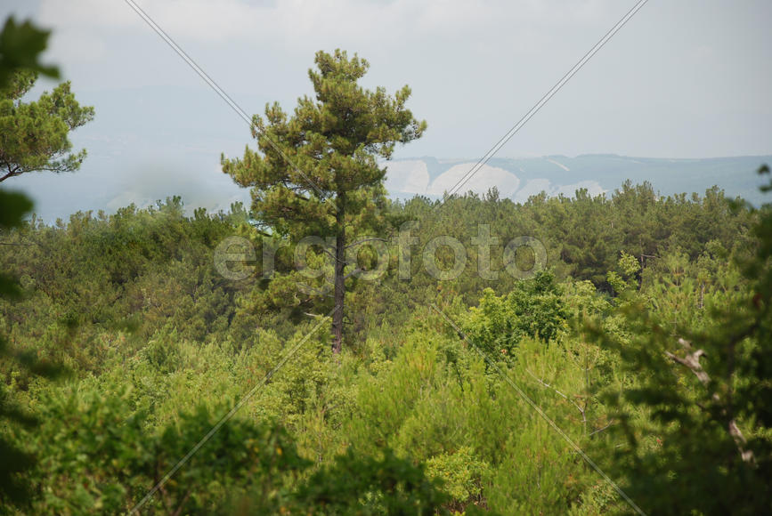 Дерево в лесу