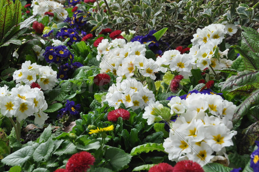 Белые цветы