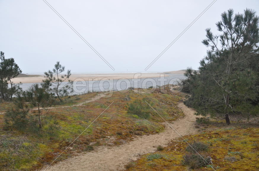 Дерево на берегу