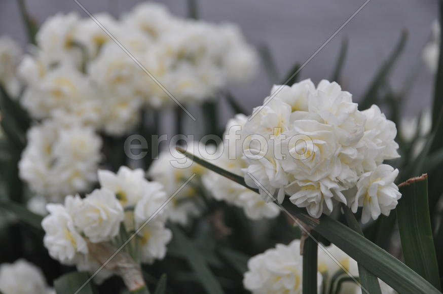 Париж, Вандея. Белые цветы