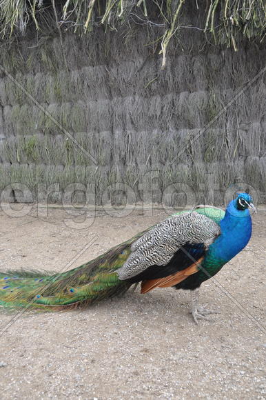 Париж, Вандея