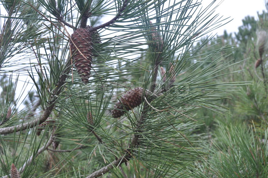 Париж, Вандея