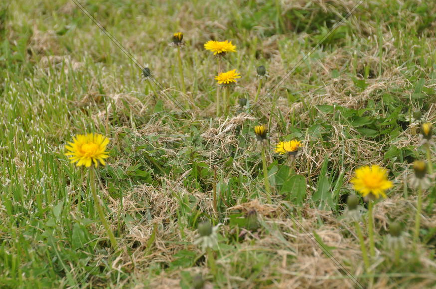 Париж, Вандея