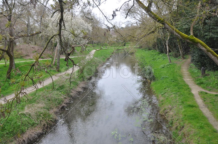 Речка и ветви