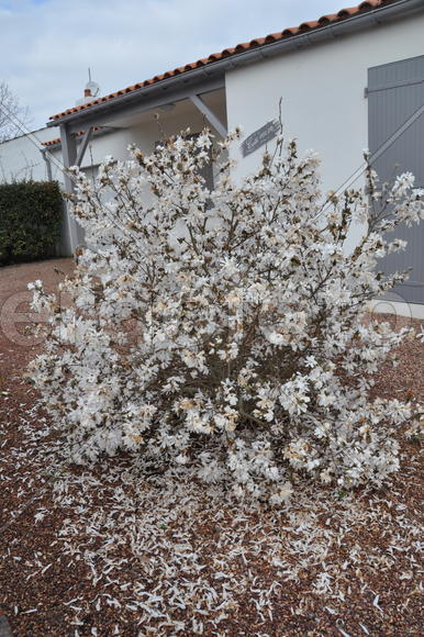 опавшие листья